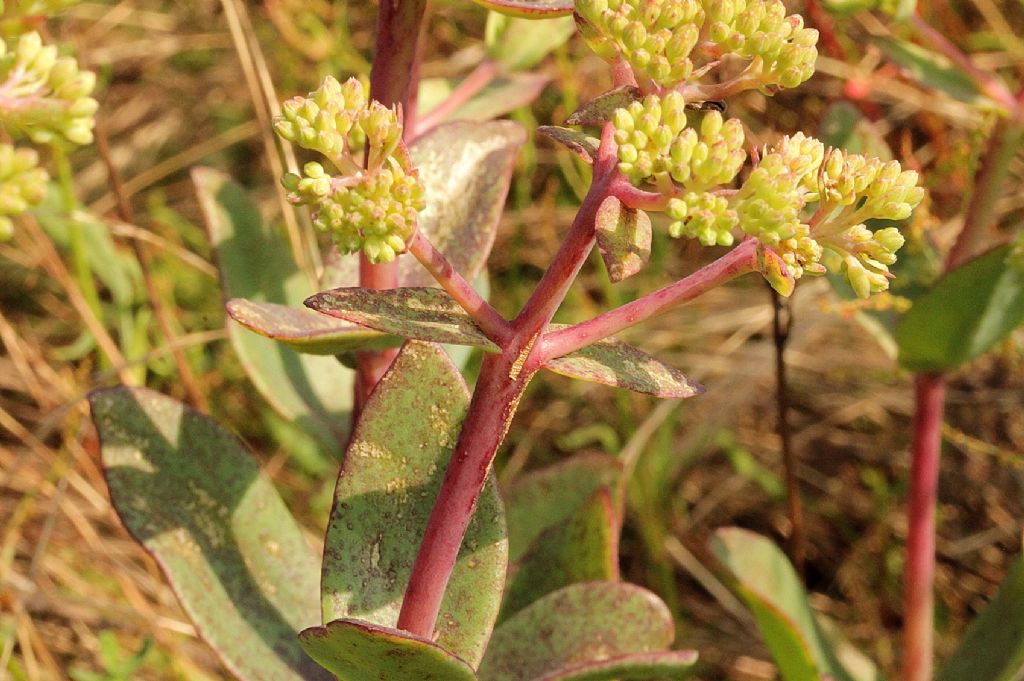 Hylotelephium maximum / Borracina massima